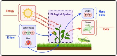 Biological system energy and mass exchange