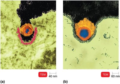 Entry of Viruses into Host Cells