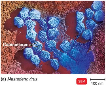 DNA-Containing Animal Viruses
