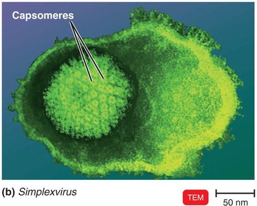 DNA-Containing Animal Viruses