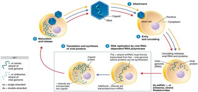 Pathways of Multiplication Used by Various RNA-Containing Viruses