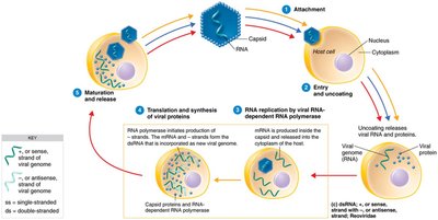 Pathways of Multiplication Used by Various RNA-Containing Viruses