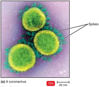 A coronavirus