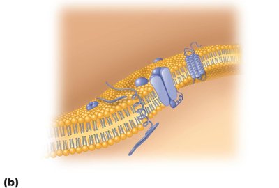 Lipid bilayer and membrane proteins