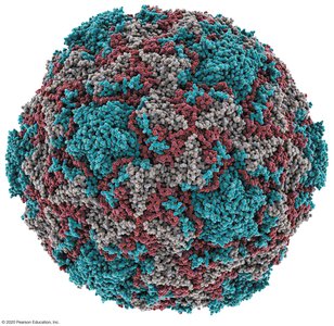 Electron micrograph of rhinovirus