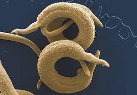 Microscopic image of a helminth (parasitic worm)