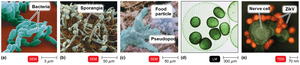 Micrographs of various microorganisms including bacteria, fungi, protozoa, algae, and viruses