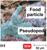 Scanning electron micrograph of a protozoan with pseudopod and food particle