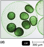 Light micrograph of green algae