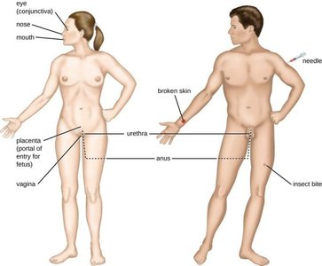 Diagram of portals of entry for pathogens in the human body