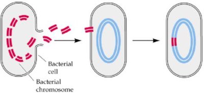 Conjugation and F plasmid transfer