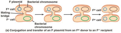 F plasmid integration and Hfr strain formation
