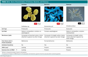 Table comparing characteristics of Archaea, Bacteria, and Eukarya