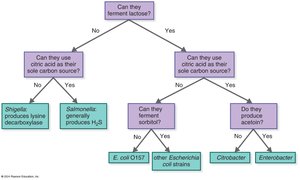 Metabolic characteristics used to identify enteric bacteria