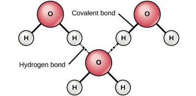 Hydrogen bonding between water molecules
