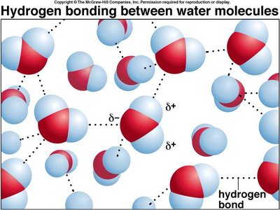 Hydrogen bonding network in water