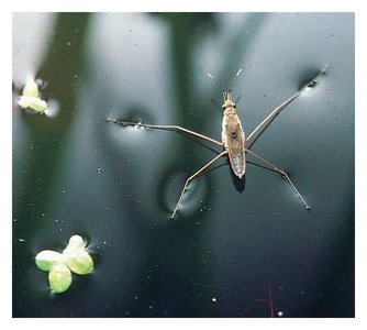 Insect walking on water due to surface tension
