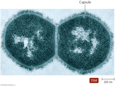 TEM of Streptococcus pneumoniae showing capsule