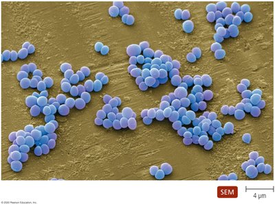 Staphylococcus cells in clusters, SEM image