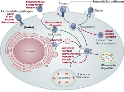 Diagram of extracellular and intracellular bacterial pathogens interacting with host cell compartments