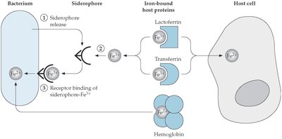 Diagram of siderophore-mediated iron acquisition