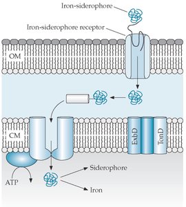 Diagram of iron-siderophore transport across bacterial membranes