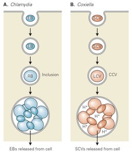 Diagram of Chlamydia and Coxiella intracellular life cycle