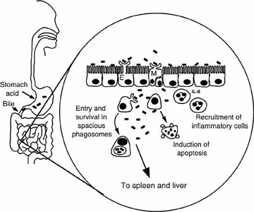 Diagram of Salmonella entry and survival in host cells