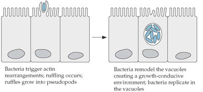 Diagram of actin rearrangement and vacuole remodeling by bacteria