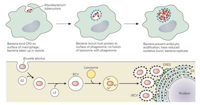 Diagram of Mycobacterium tuberculosis and Brucella abortus survival in host cells