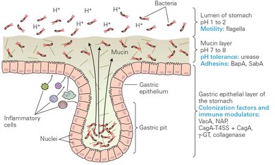 Diagram of Helicobacter pylori colonization in the stomach