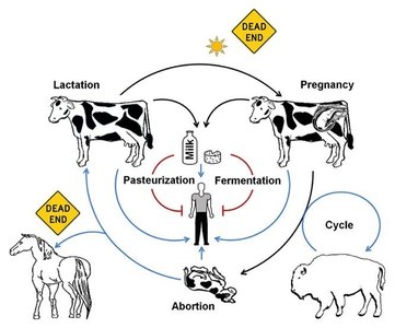 Brucella abortus infection cycle in animals and humans