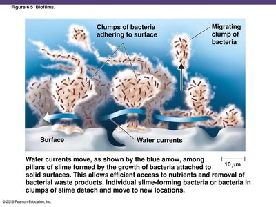 Diagram of biofilm structure with water currents and bacterial clumps