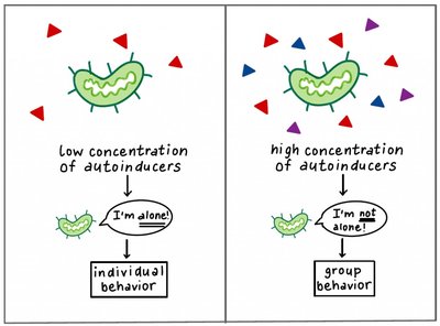 Diagram illustrating quorum sensing: low vs. high autoinducer concentration