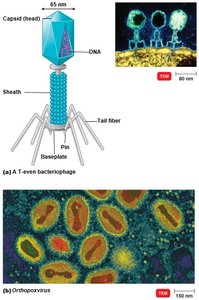 Complex virus structure (bacteriophage)