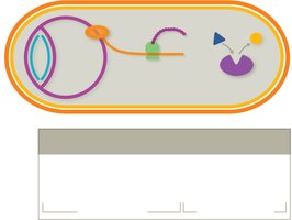 Diagram of major antimicrobial drug targets in a bacterial cell