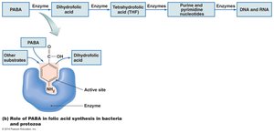 Diagram of competitive inhibition of folic acid synthesis by sulfa drugs