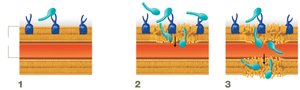Polymyxins traversing peptidoglycan and disrupting plasma membrane