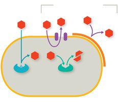 Mechanisms of antimicrobial resistance in bacteria