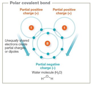 Polar covalent bond in water