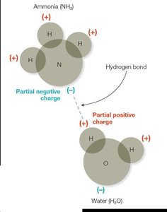 Hydrogen bond between ammonia and water