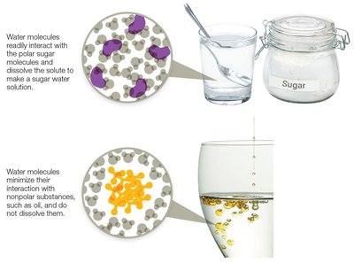 Polar and nonpolar molecules in water