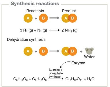 Synthesis reactions