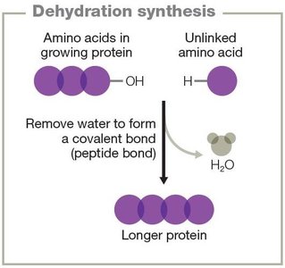 Dehydration synthesis