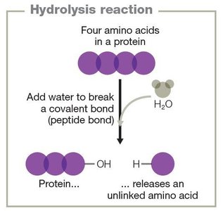 Hydrolysis reaction