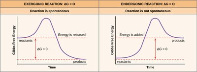 Exergonic vs. endergonic reactions