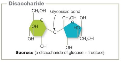 Disaccharide structure and glycosidic bond