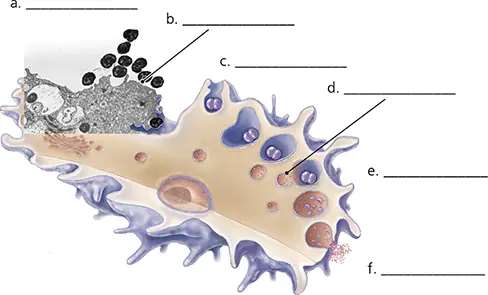 Diagram of a phagocyte with labeled structures