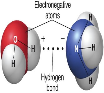 Hydrogen bond between water and ammonia molecules
