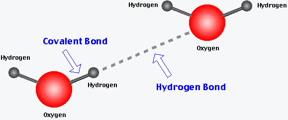 Hydrogen bond between water molecules